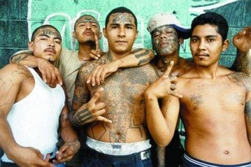 ms13 gang