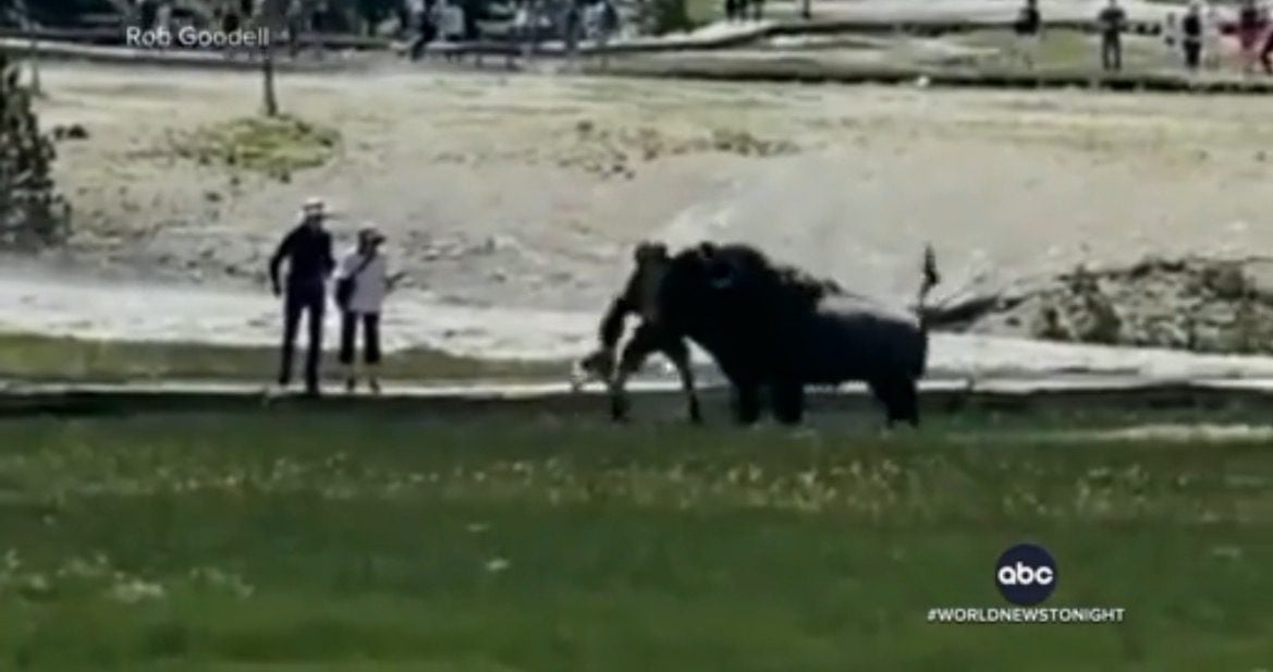 Two People Gored by Bison at Yellowstone National Park This Week (VIDEO)