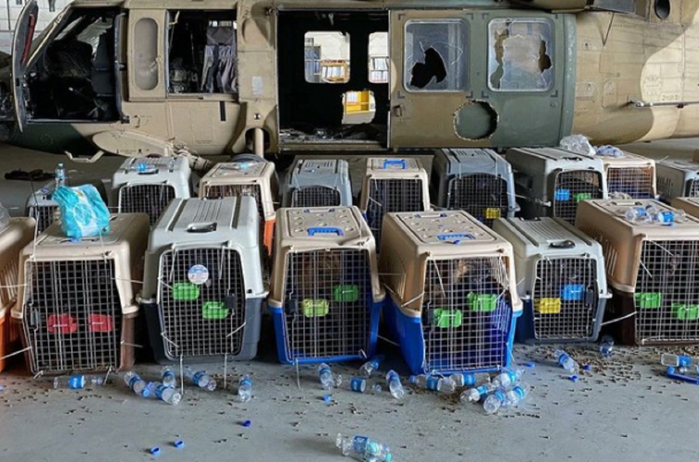 US Contract Working Dogs Abandoned at Kabul Airport After Last Plane Left | The Gateway Pundit | by Cassandra MacDonald