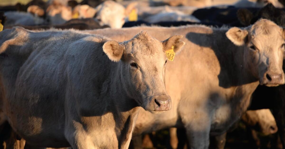CDC Says Over a Dozen Cats Died After Drinking Raw Milk from Cows Infected with Bird Flu