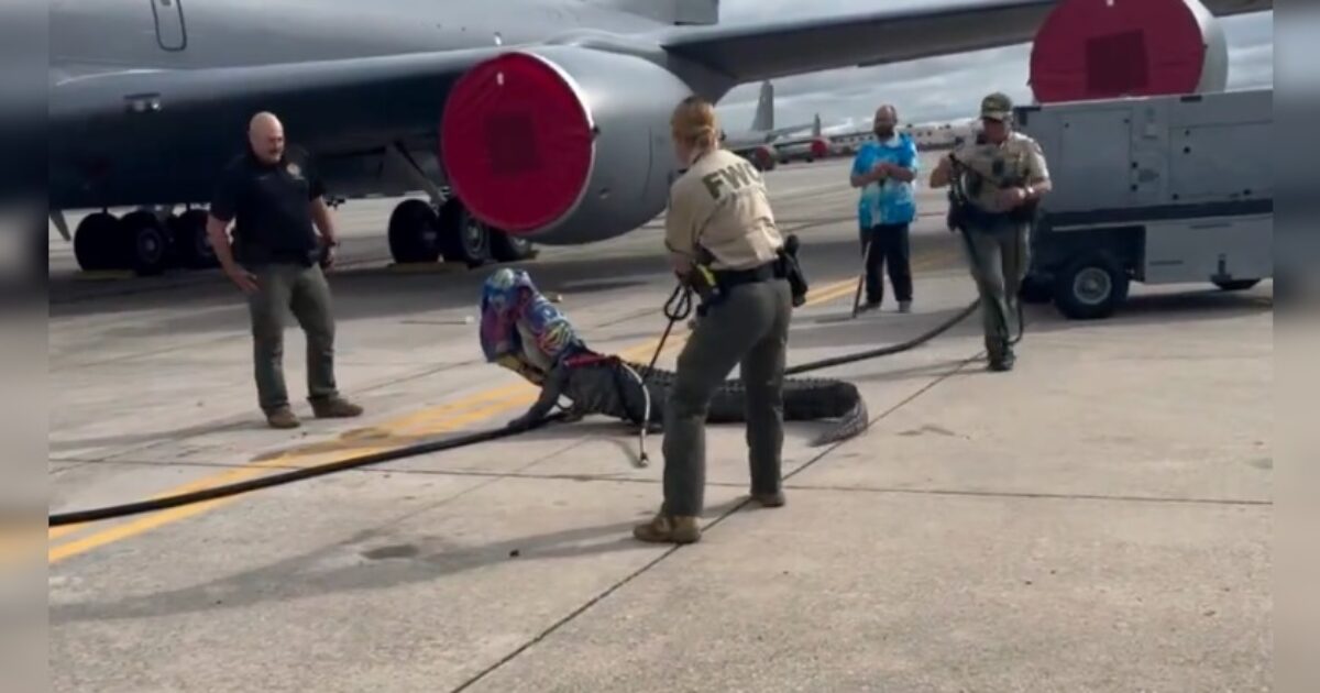 Florida Authorities Wrangle Alligator at MacDill Air Force Base (VIDEO) – Anthony Scott