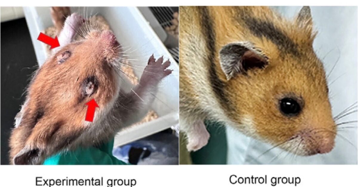 Chinese Scientists Engineer Mutant Ebola Virus in Controversial Experiment, Causing Severe Symptoms and Deaths in Lab Hamsters