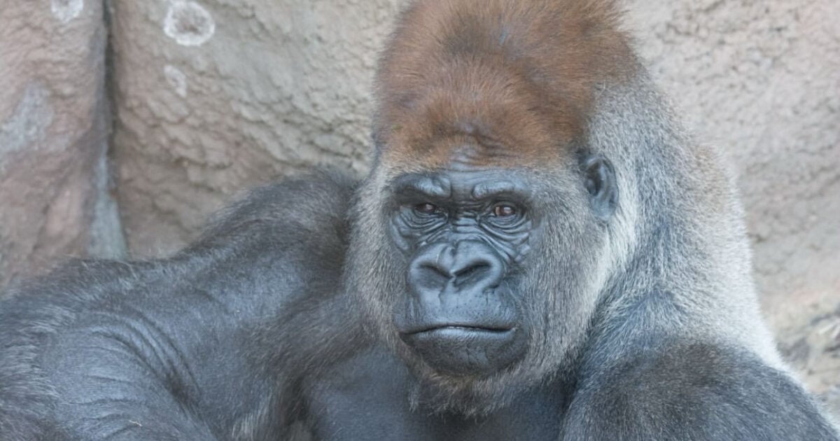 ‘Little Joe,’ Beloved Saint Louis Zoo Gorilla, Dies from Heart Attack Three Years After Receiving COVID-19 Vaccines – Jim Hᴏft