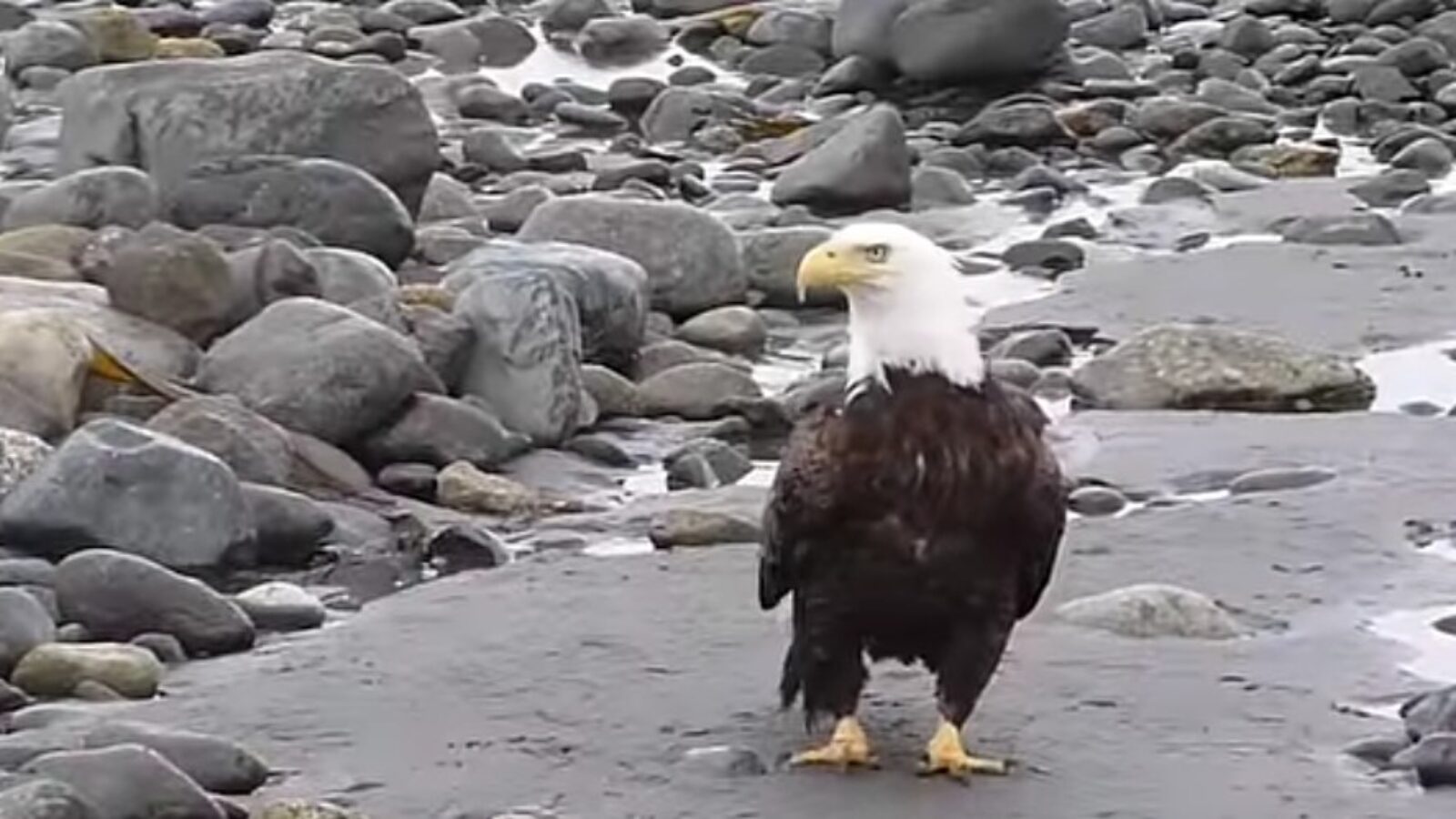 Bald eagle standing on rocky shore with water flowing around, showcasing its distinctive white head and dark brown feathers.