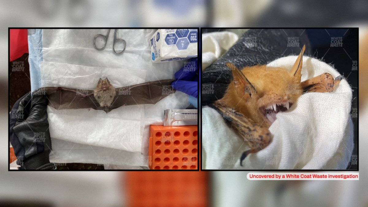 DID WE LEARN NOTHING? NIH Funds Wuhan-Style Bat Lab at Colorado State University