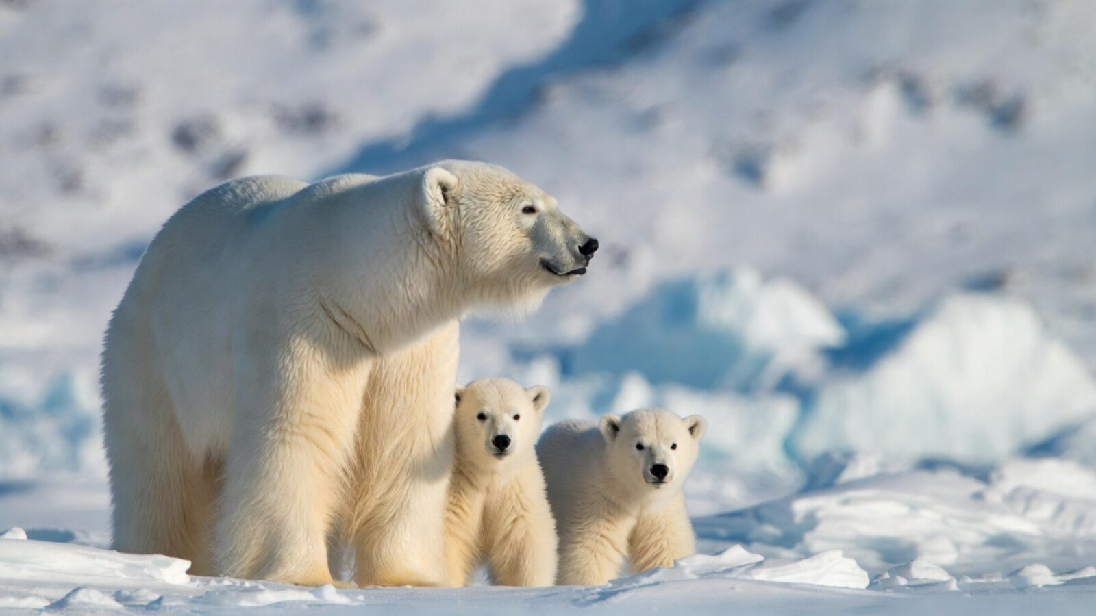 A polar bear and two cubs stand on a snowy landscape, showcasing the beauty of Arctic wildlife and their natural habitat.