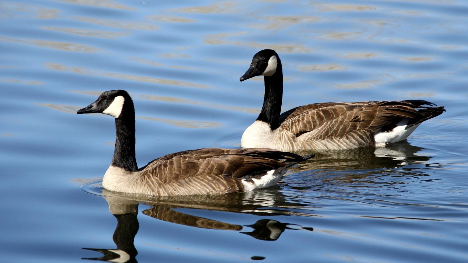 Two Canada geese swimming gracefully on a calm blue lake, reflecting their image in the water.