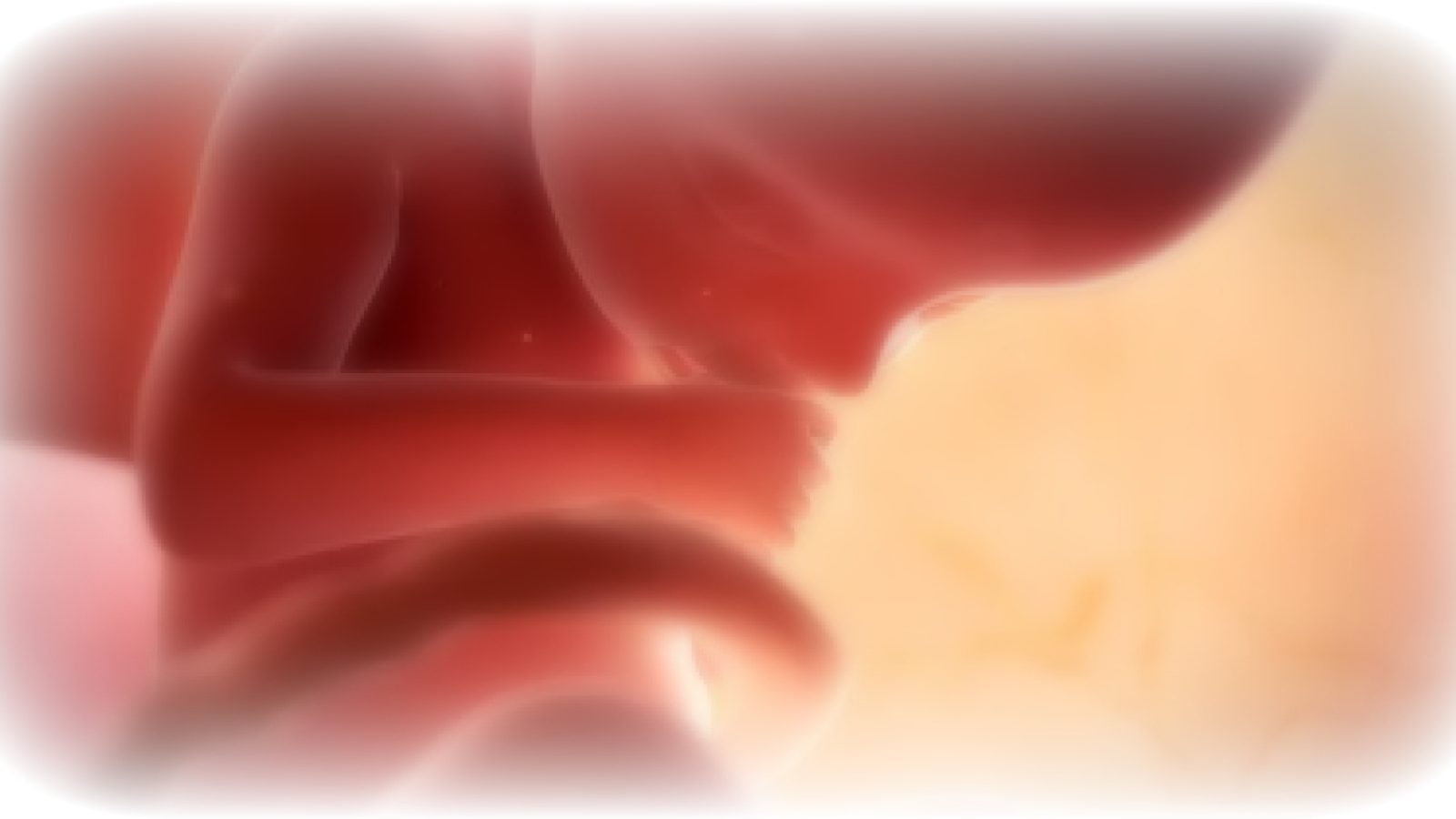 Close-up image of a developing fetus in the womb, showcasing early stages of human growth and development with soft, warm colors.