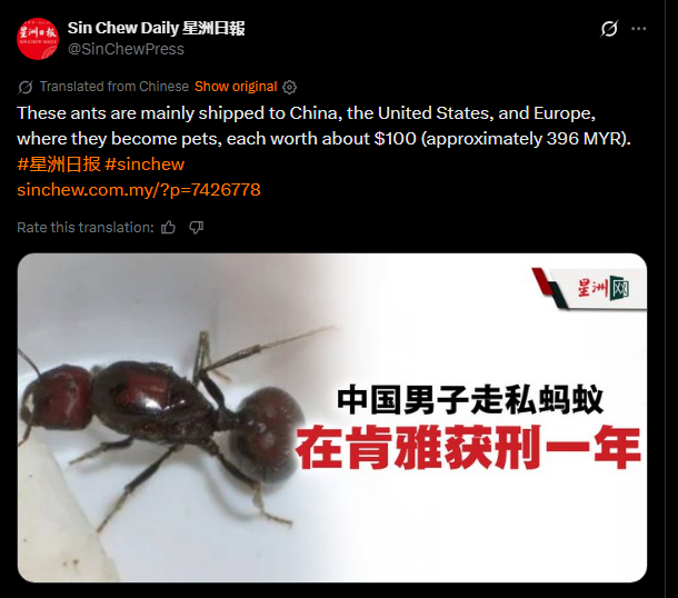 Close-up of a black ant, highlighting its features and detailing its role as a popular pet shipped to various countries.