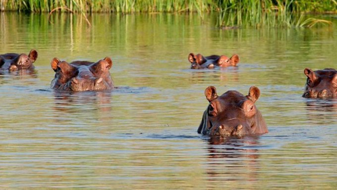 Asian Billionaire Offers To Host Invasive ‘Cocaine Hippos’, Brought to Colombia by Late Cartel Boss Pablo Escobar, and Marked for Culling
