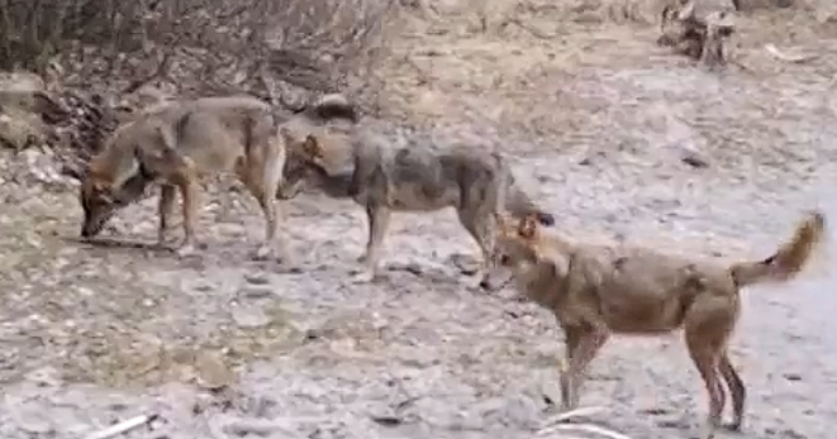 Pack of wild dogs scavenging in a muddy landscape, with remains of prey visible nearby.