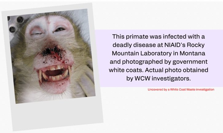 Infected primate with severe facial lesions, photographed during a White Coat Waste investigation at NIAID's Rocky Mountain Laboratory in Montana.