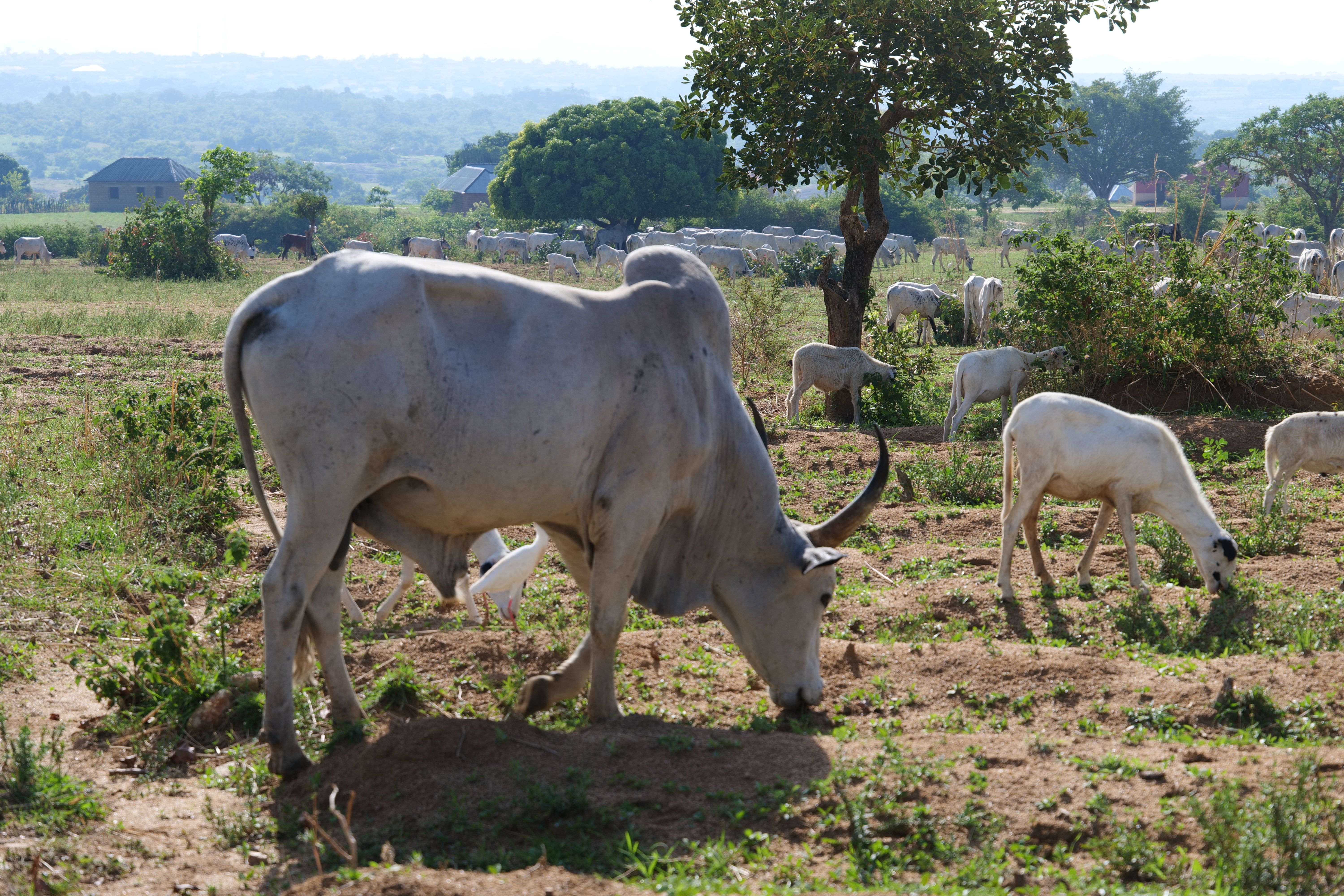 A herd of white cattle grazing in a lush, green pasture with trees and distant buildings under a clear blue sky.