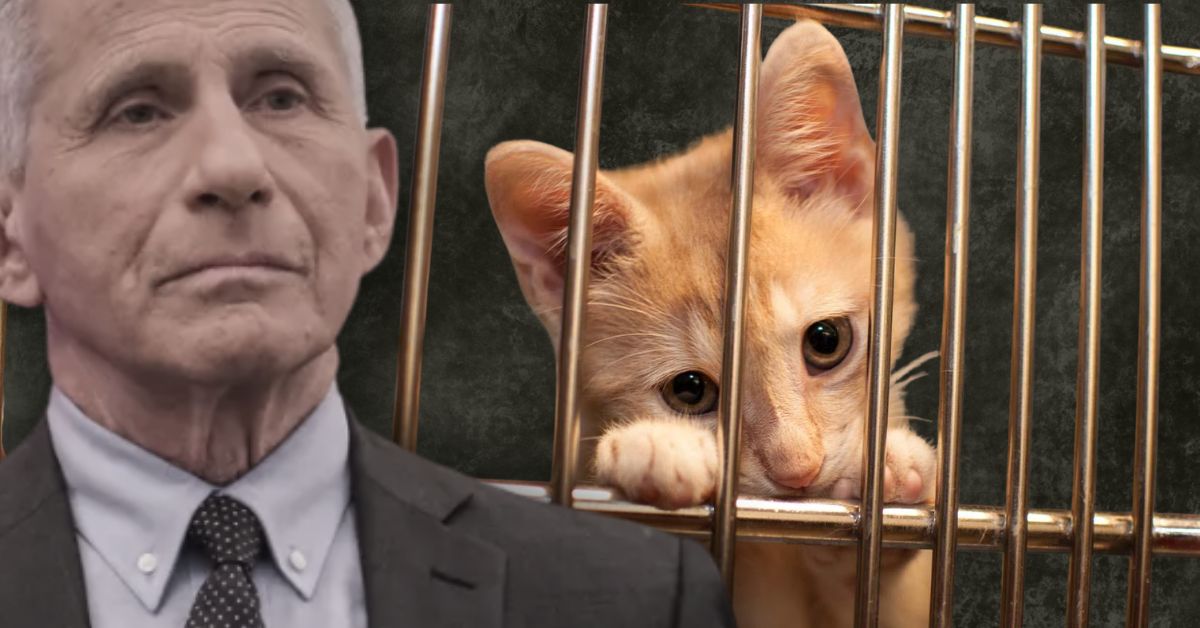 Image features a close-up of a worried orange cat behind bars, with a serious-looking man in a suit in the background, emphasizing themes of concern and captivity.