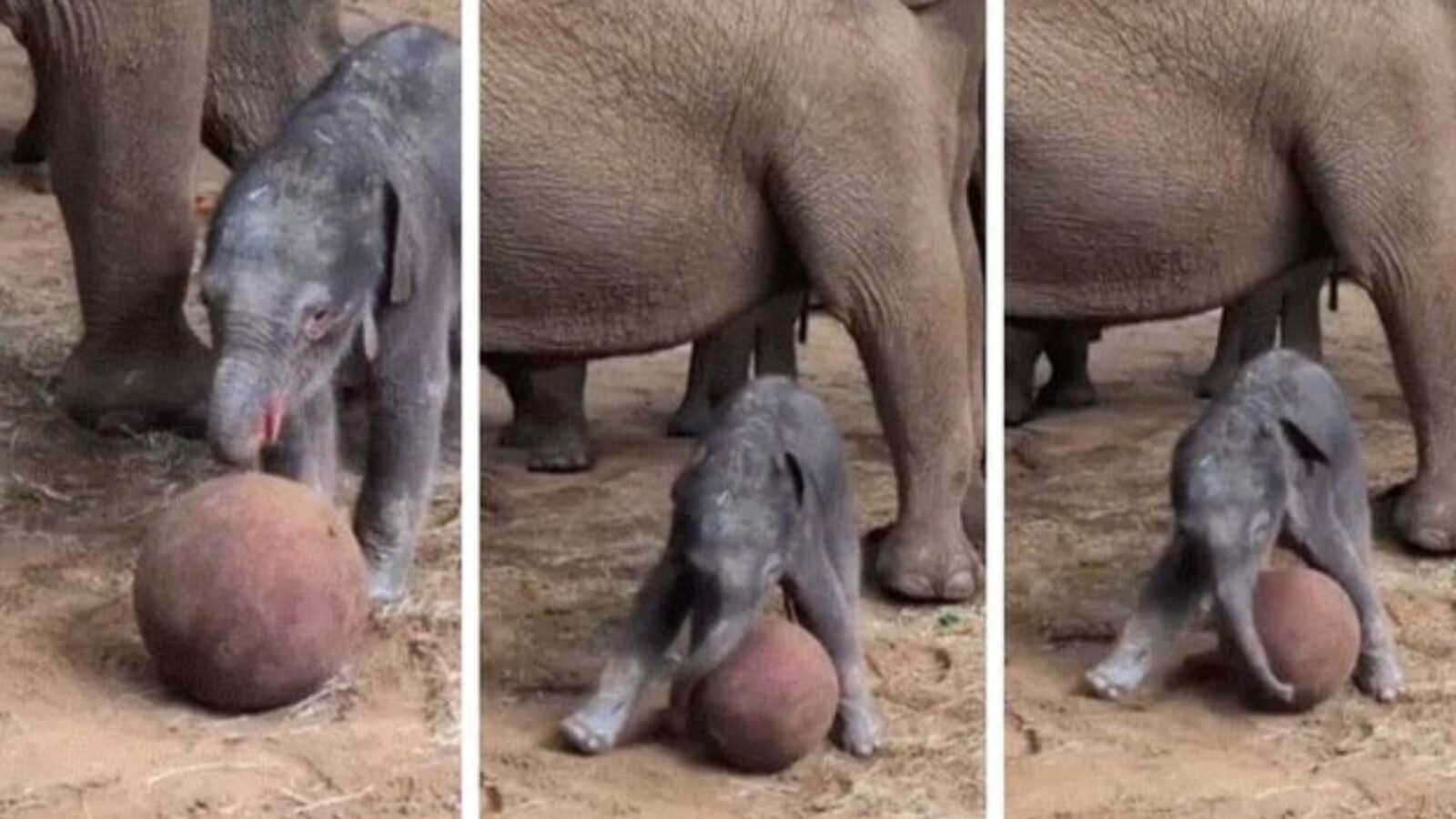 A playful baby elephant interacts with a large ball while surrounded by adult elephants in a natural setting.