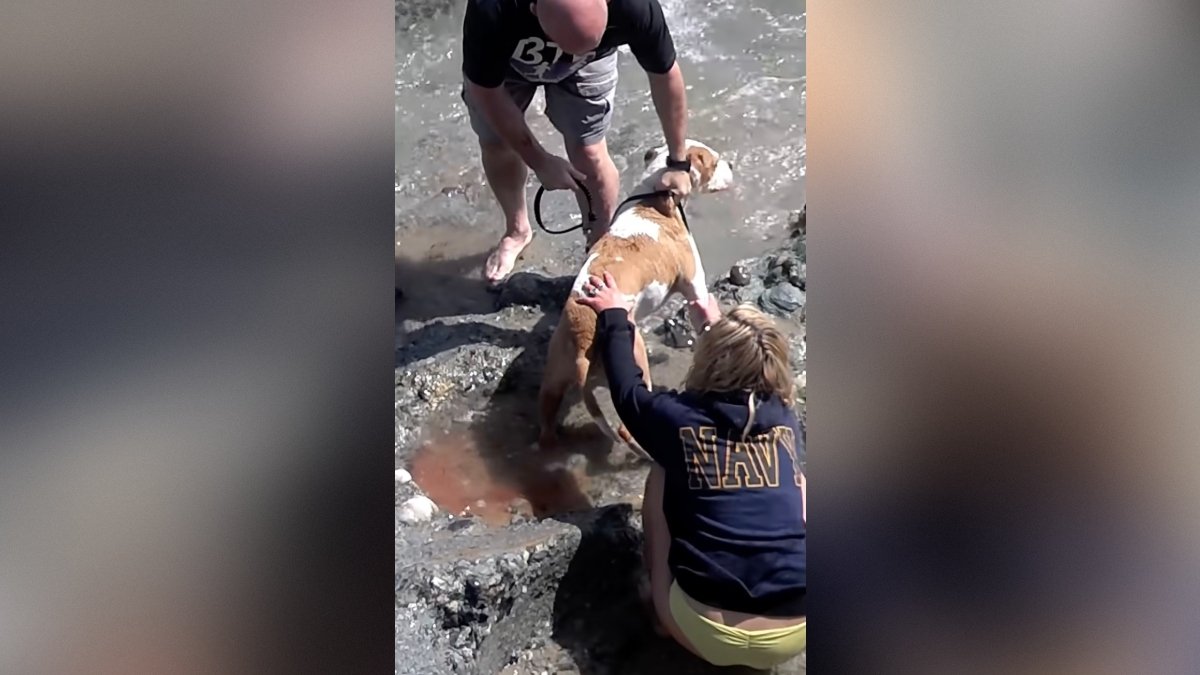 GOING VIRAL AGAIN: Disturbing 2013 Video Shows Now-Sen. Mark Kelly Yanking Family Dog Off Dying Sea Lion Pup in Laguna Beach — Pup Died, No Charges Filed