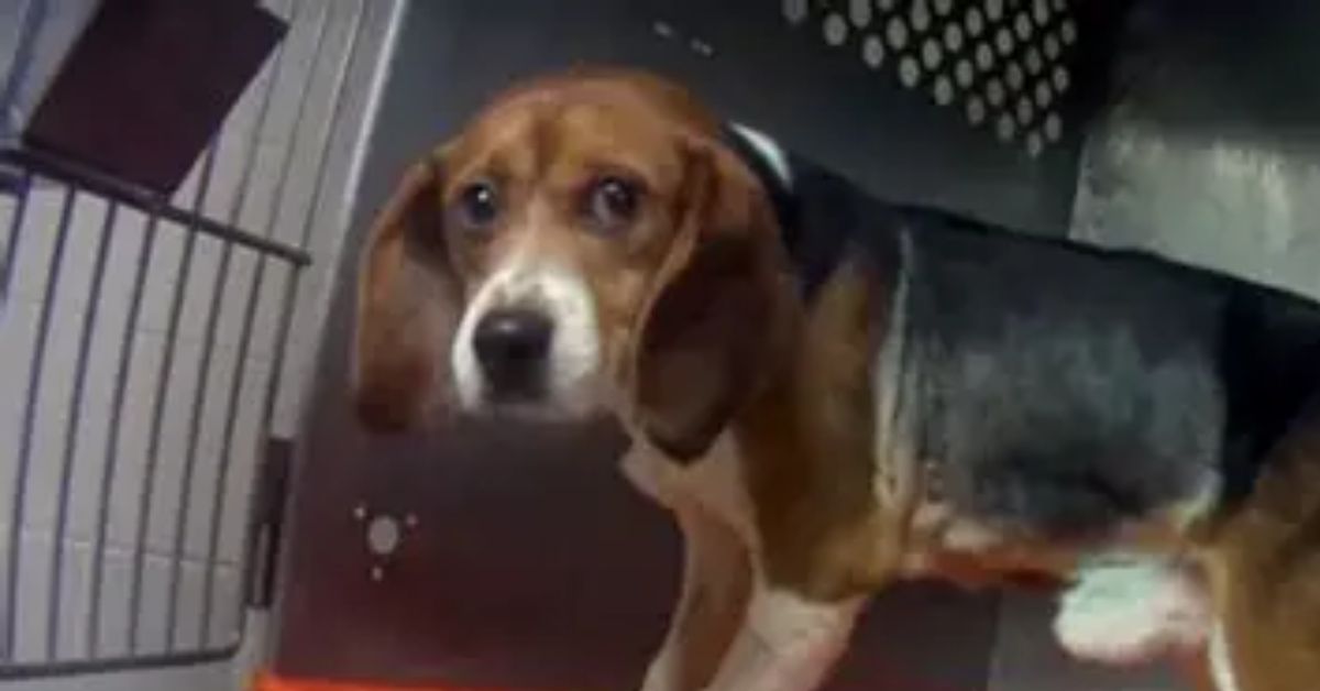 NIH Continues Pouring More Than $225 Million Into New Dog and Cat Experiments Despite Trump Admin Efforts to Shift Toward Modern Alternatives