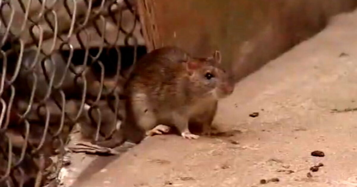OH RATS! Terminix Releases List of America’s Most Rat-Infested Cities