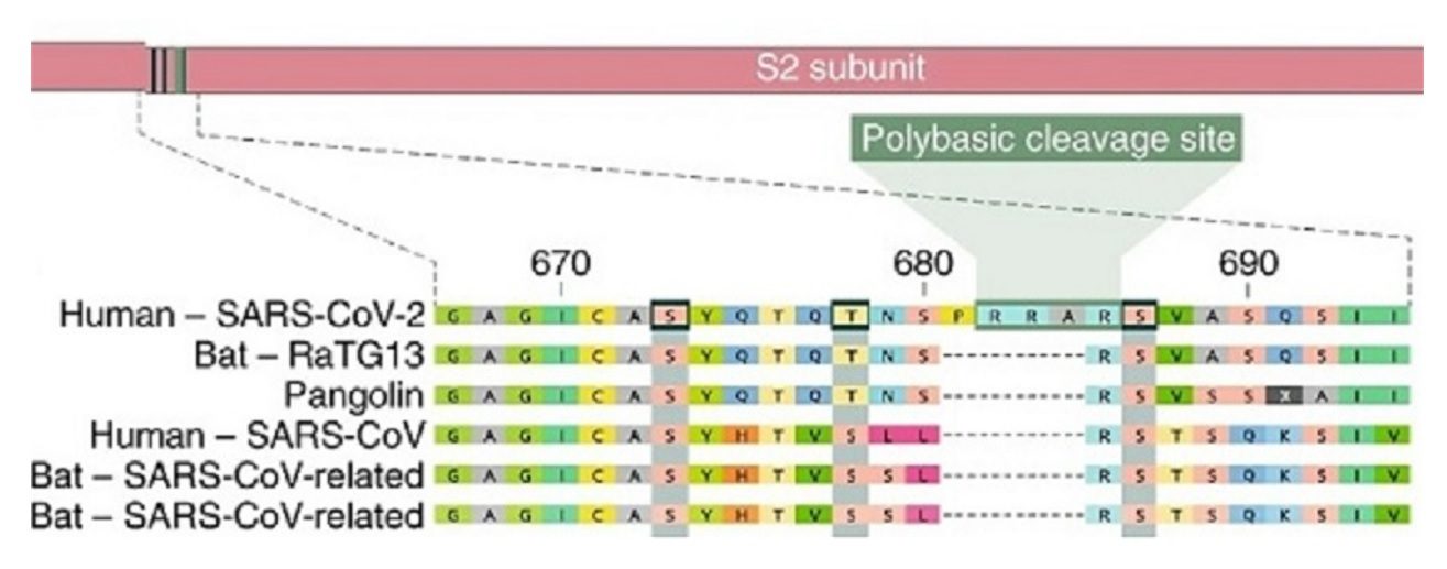 Furin-Polybasic-Cleavage-Site.jpg