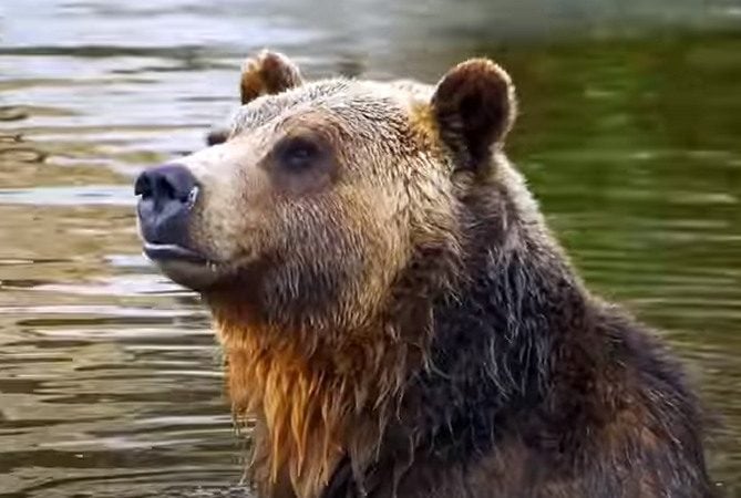 HORROR: Woman Found Dead in Montana Near Yellowstone National Park From Apparent Grizzly Bear Attack