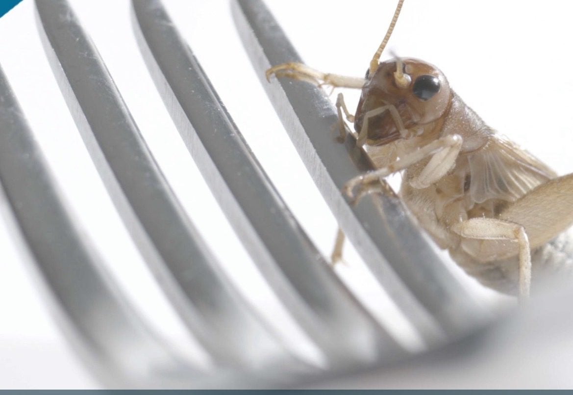 Eat Bugs and Live in a Pod: WaPo Tells Americans to Eat “Salted Ants” and “Ground Crickets” on Thanksgiving Weekend