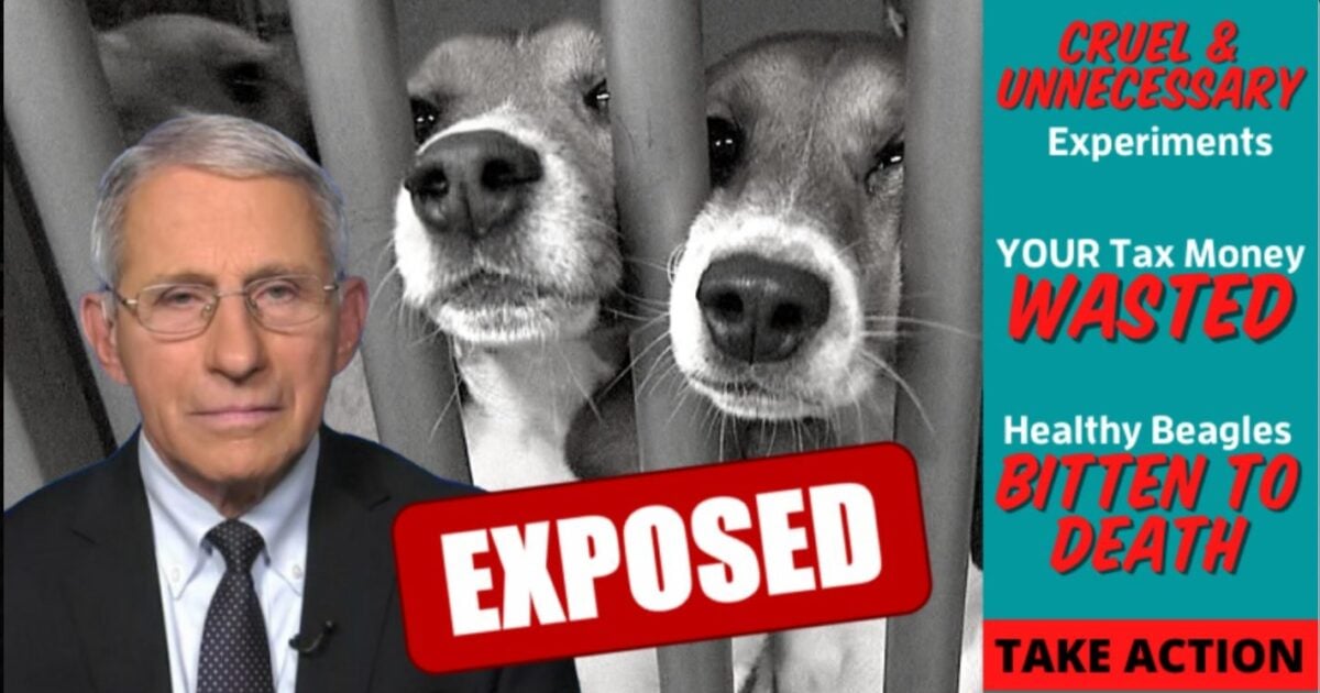 Despicable: FOIA Reveals Fauci & NIAID Spent Over $400K Infecting Dogs with Painful and Deadly Parasites in UNNECESSARY Experiments | The Gateway Pundit | by Julian Conradson