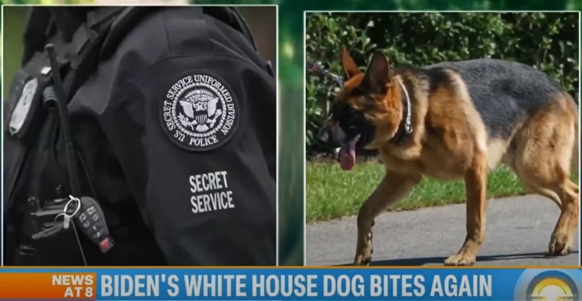 "Breach in Trust": White House Dog Attacks Related to Joe Biden's "Combustible" Relationship with Secret Service Agents: Report | The Gateway Pundit | by Kristinn Taylor
