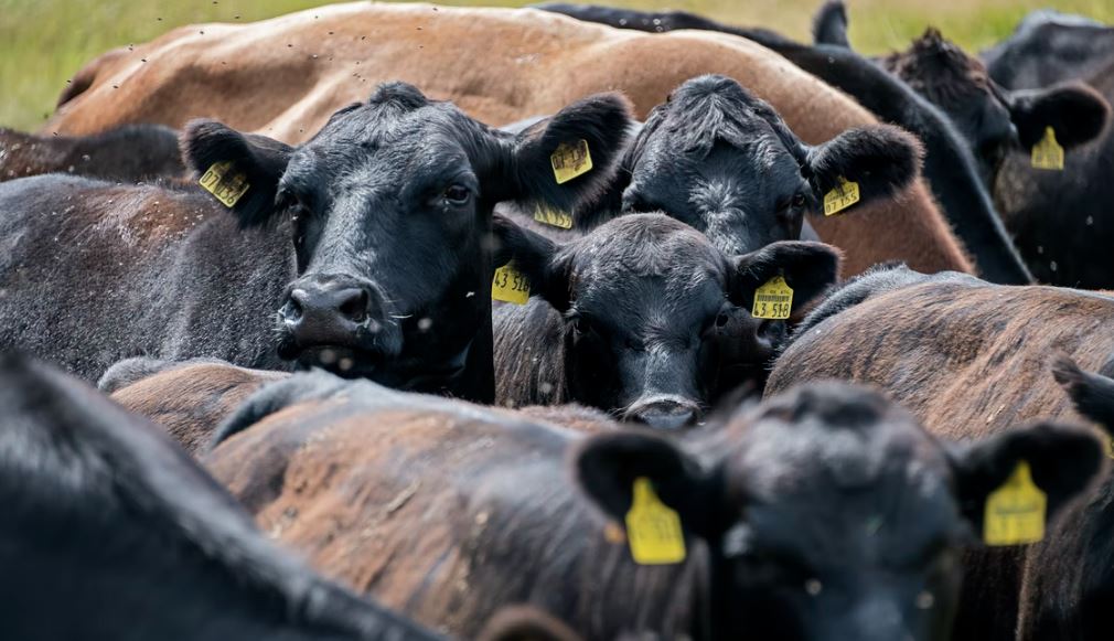 CREEPY: Texas Investigating Deaths of Six Cattle Found With Their Tounges Removed With No Blood Spilled