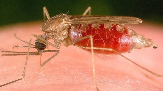 Biden’s Third World America: Maryland Reports “Locally Acquired” Case of Malaria In D.C. Suburbs; Third State This Year