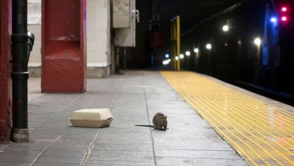 New York City Appoints First-Ever Rat Czar