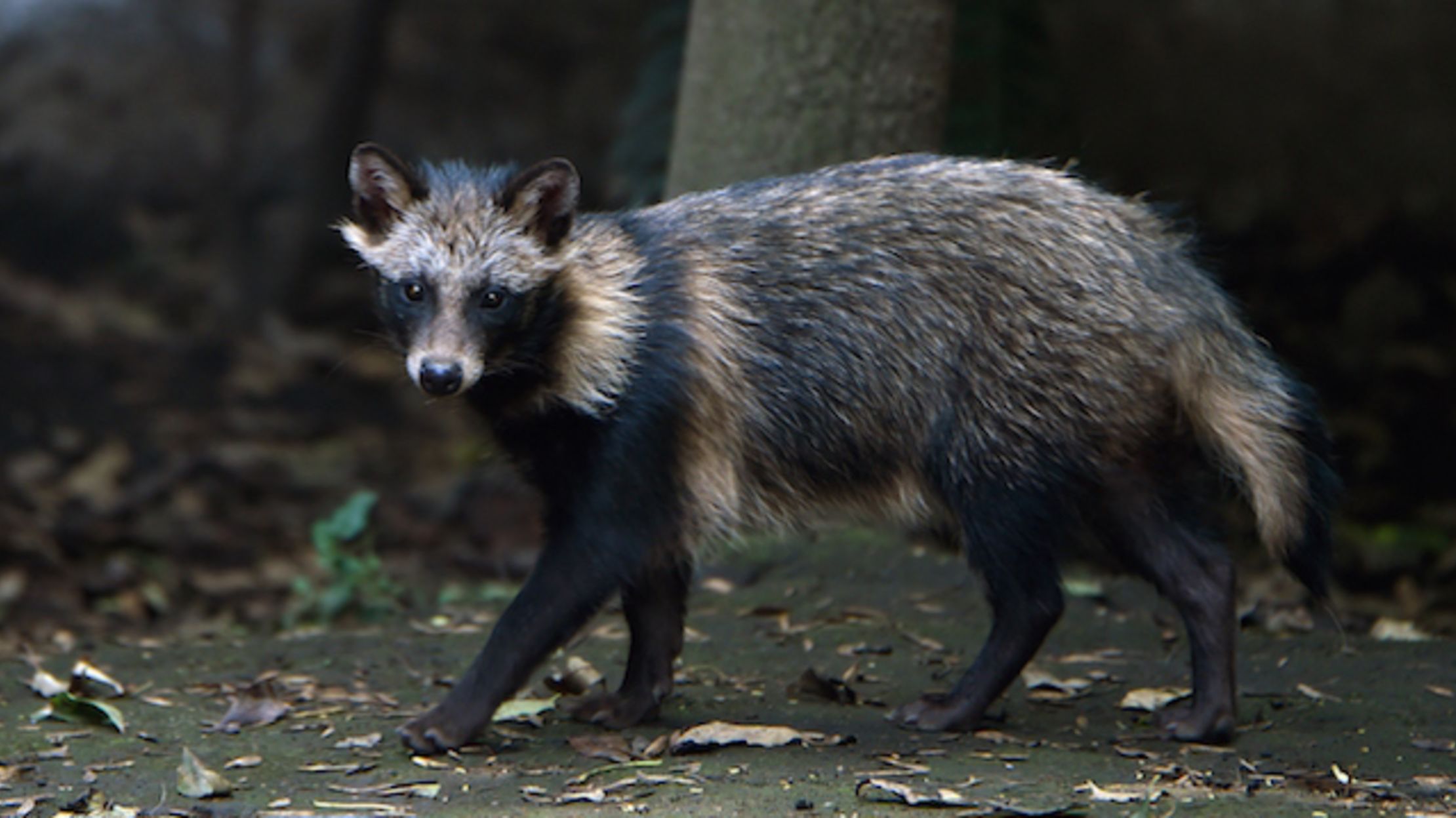 Not a Joke: “New Evidence” that Was Actually Obtained in Early 2020 Suggests “Raccoon Dogs” Responsible for COVID-19
