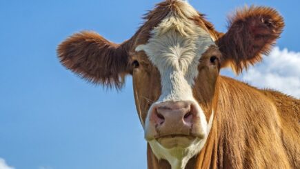 Man Erupts After Noticing Prize-Winning Cow at Wisconsin State Fair is Named After a Seven-Letter “Racial Slur” – Family Exhibitor is Tossed from Fair and then Apologizes to the Black Community