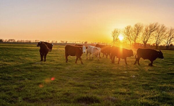 Why a Veteran-Owned Freeze-Dried Beef Company Unabashedly Embraces an America First Worldview